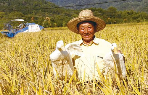 稻鸭共栖 靖安县生态种养双丰收，有机农业创新路