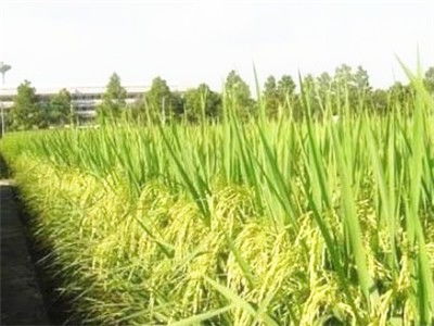 南粳5055水稻品种全解析 栽培要点、产量、优缺点、价格及有机种植前景