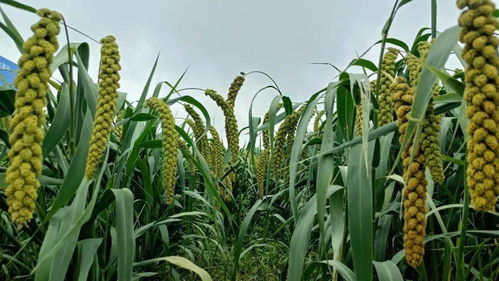 创新驱动，绿色未来 全国谷子产业创新发展大会在伊川隆重召开，聚焦有机稻谷种植研发