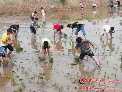 2018首届中国黄河口大地文化艺术节插秧节盛大开幕，有机稻谷种植研发引领绿色农业新篇章