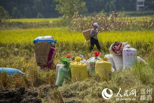 贵州务川 有机稻谷种植研发助力水稻丰收忙